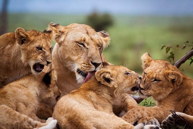 4 days Best experience Kilimanjaro Hike, Serengeti &Ngorongoro - Inside Ngorongoro Crater: Big Five odds where it matters