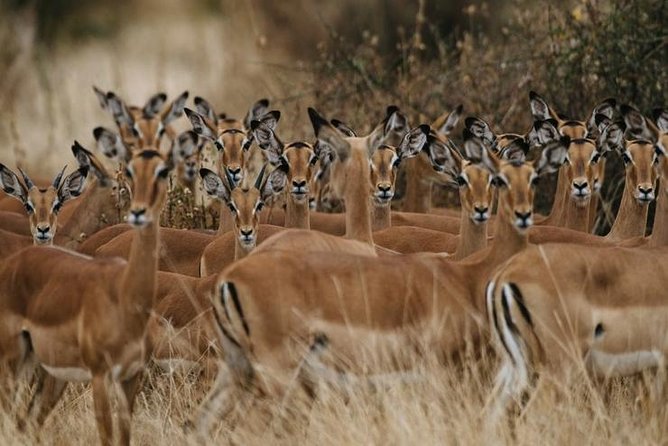 4 days Best experience Kilimanjaro Hike, Serengeti &Ngorongoro - What is included, and why it is usually where the value hides