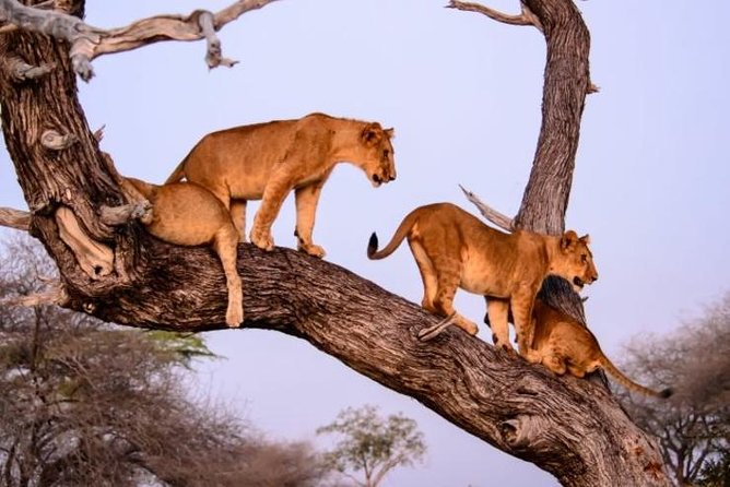 4 days Best experience Kilimanjaro Hike, Serengeti &Ngorongoro - Your guide can make or break the experience, and this one leans hard on them