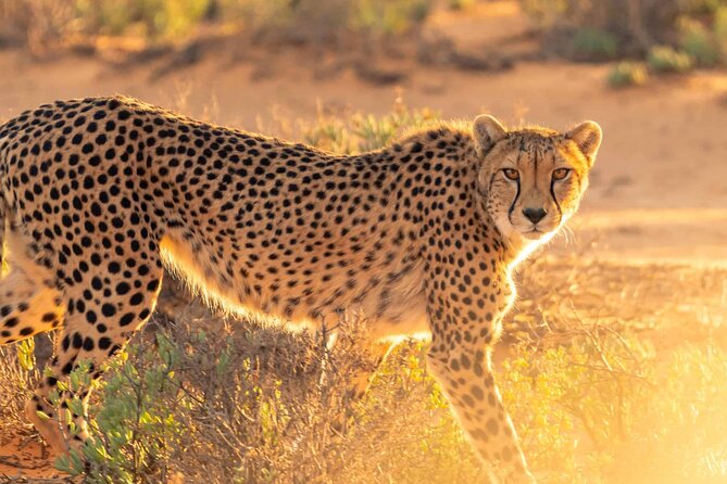 4 days Best experience Kilimanjaro Hike, Serengeti &Ngorongoro - Materuni Village, coffee, and the Kilimanjaro view day