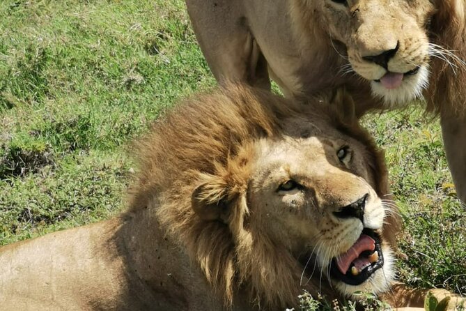 4 Days Big 5 Tour & Cultural Experience - Day 4: Lake Manyara Tree-Climbing Lions, Flamingos, Hot Spring, and Maasai Boma