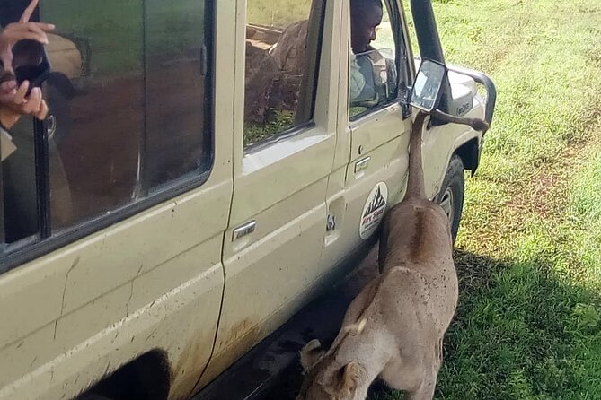 4 Days Big 5 Tour & Cultural Experience - Day 2: Ngorongoro Crater Floor, a Big Five Day at 6:30 am