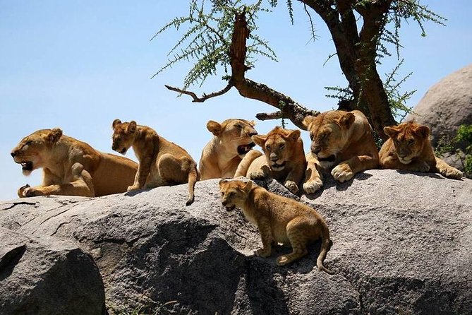 4: days Big five safari - Price and what you actually get for the money