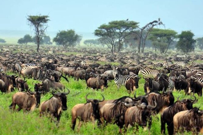 4: days Big five safari - Serengeti time: why this park still surprises people