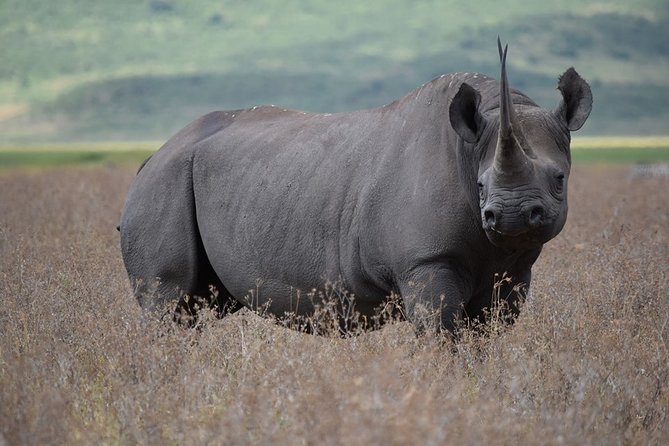 4: days Big five safari - Included transportation, comfort details, and how to pack smart