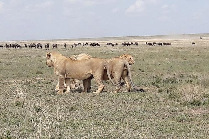 4: days Big five safari - The guides and service style that show up in the feedback