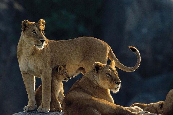 4 Days Experience big five in Tarangire, Serengeti & Ngorongoro Safari - Day 3: Serengeti sunrise predators, then on to Ngorongoro rim at Simba