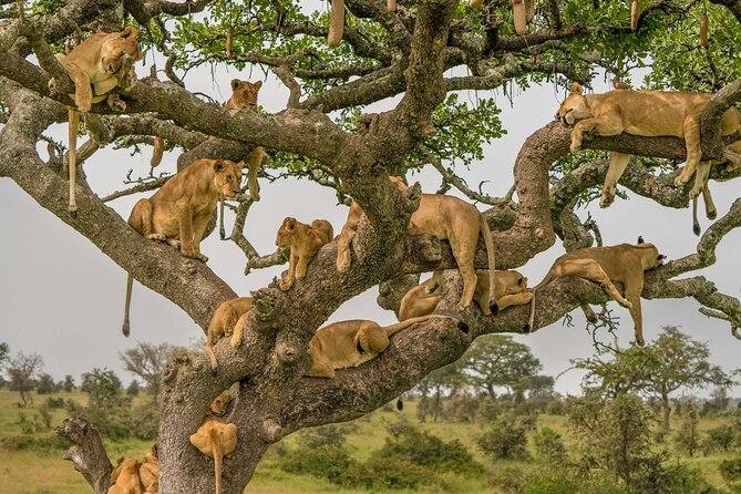 4 Days Experience big five in Tarangire, Serengeti & Ngorongoro Safari - Day 4: Ngorongoro crater descent, hippo pool picnic, black rhino possibility
