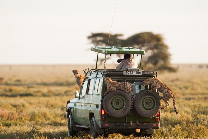 4 Days Experience big five in Tarangire, Serengeti & Ngorongoro Safari - Camping, meals, and timing: what your days will feel like