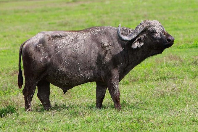 4 Days Experience big five in Tarangire, Serengeti & Ngorongoro Safari - Day 2: Serengeti crossing, Olduvai Gorge option, and Seronera Campsite with hot shower