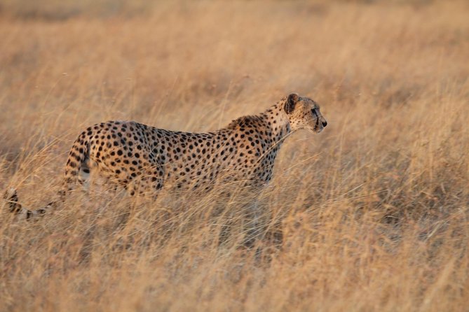 4 Days Game drives Safari Tarangire, Serengeti and Ngorongoro Crater - Day 3 in Serengeti: early morning game drive, then Ngorongoro timing