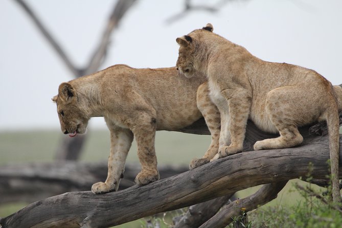 4 Days Game drives Safari Tarangire, Serengeti and Ngorongoro Crater - Price and value: what $2,575.39 per person is really buying