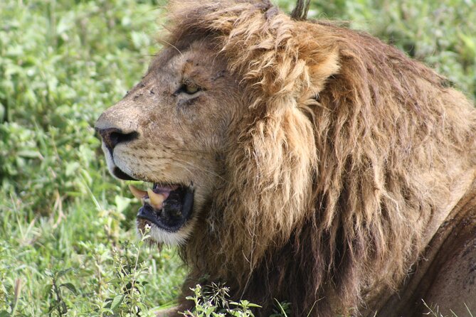 4 Days Group Camping Safari - 4 days that actually maximize wildlife in Tanzania
