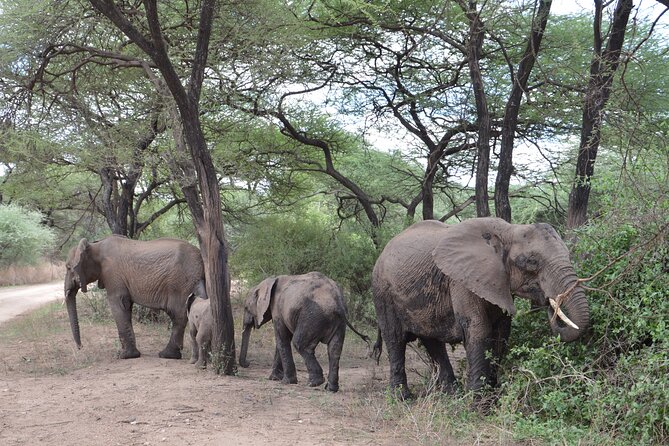 4 Days Group Camping Safari - Serengeti central area: Seronera and the water pull effect