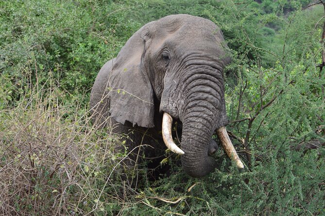 4 Days Group Camping Safari - Ngorongoro Crater: the 600-meter descent and predator pressure
