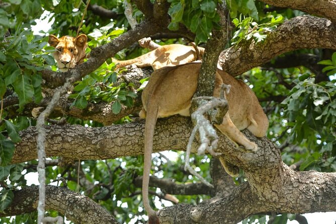 4 Days Group Joining Camping Safari to Tarangire Serengeti Ngorongoro Crater - How this 4-day camping safari delivers Northern Tanzania without the stress