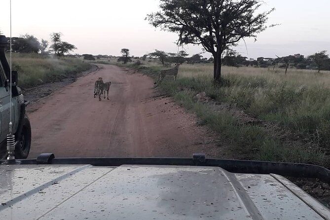 4 Days Group Joining Camping Safari to Tarangire Serengeti Ngorongoro Crater - Day 3 on the way to Ngorongoro Rim: staying in the game while the scenery changes