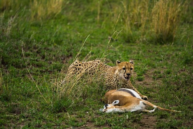 4 Days Group Joining Camping Safari to Tarangire Serengeti Ngorongoro Crater - Day 4 at Ngorongoro Crater: Big Five chances with a dramatic descent
