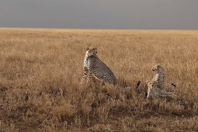 4 Days Group Joining Camping Safari to Tarangire Serengeti Ngorongoro Crater - Camping comfort, cold nights, and what to pack