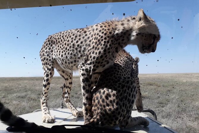 4 Days Group Joining Camping Safari to Tarangire Serengeti Ngorongoro Crater - The guide makes a difference, and this trip has star potential