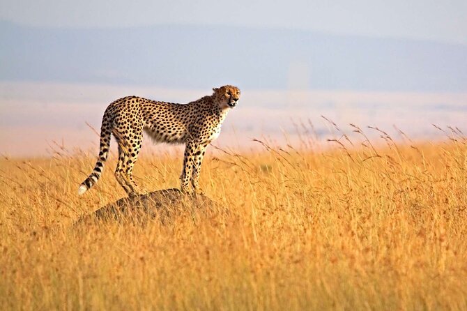 4 Days Group Joining Camping Tanzania safari - The group camping experience: what it feels like on the ground