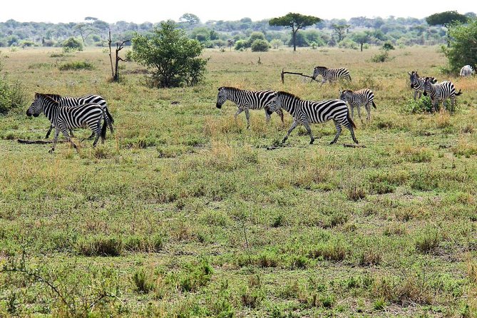 4 Days Join Group tour Tarangire Serengeti and Ngorongoro crater - What This 4-Day Safari Is, and What It Feels Like