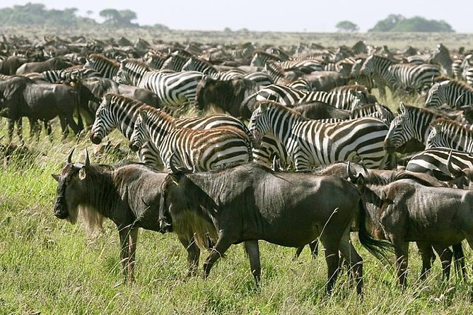 4 Days Join Group tour Tarangire Serengeti and Ngorongoro crater - The Drive Through Ngorongoro Conservation Area to Serengeti Plains