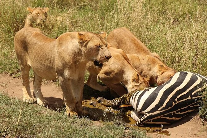 4 Days Joined Group Safari Serengeti,Ngorongoro and Tarangire National Parks - Why this 4-day Serengeti, Ngorongoro and Tarangire safari hits the sweet spot
