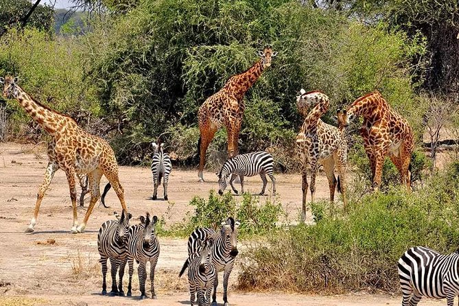 4 Days Joined Group Safari Serengeti,Ngorongoro and Tarangire National Parks - Day 2 in Serengeti Southern Plains: where your big-animal hunt really gets moving