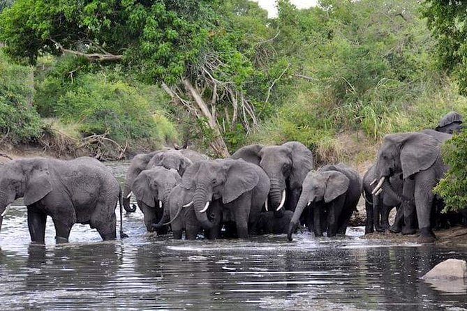4 Days Joined Group Safari Serengeti,Ngorongoro and Tarangire National Parks - Day 4 in Ngorongoro Crater: a big-five day in one bowl