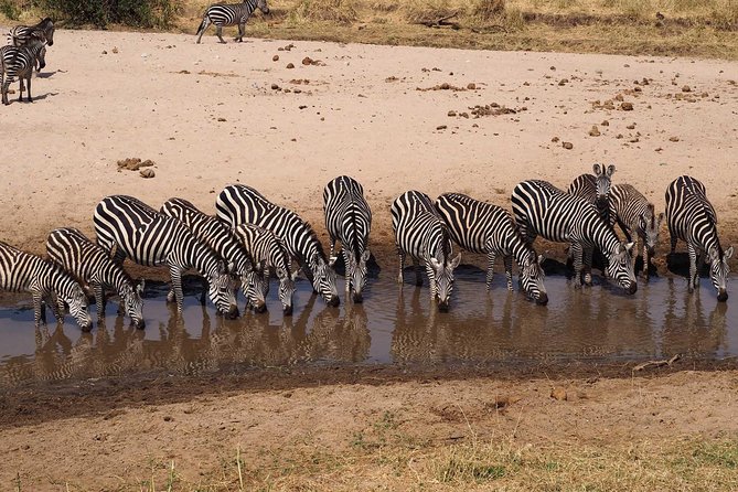 4 Days Joining group budget camp Safari in Serengeti , Ngorongoro and Tarangire - Serengeti: Long Drives That Let the Big Cats Show Up