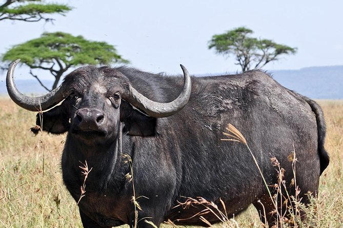 4 Days Joining group budget camp Safari in Serengeti , Ngorongoro and Tarangire - Sleeping Plan: One Budget Lodge Night, Then Two Nights Camping