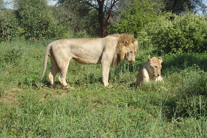 4 Days Joining group budget camp Safari in Serengeti , Ngorongoro and Tarangire - Included Meals and Drinks: The Quiet Value You Should Not Ignore