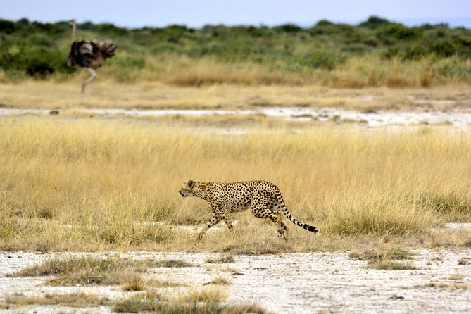 4 Days Joining group budget camp Safari in Serengeti , Ngorongoro and Tarangire - The Guide and Vehicle Team: Why Bilingual Help Matters