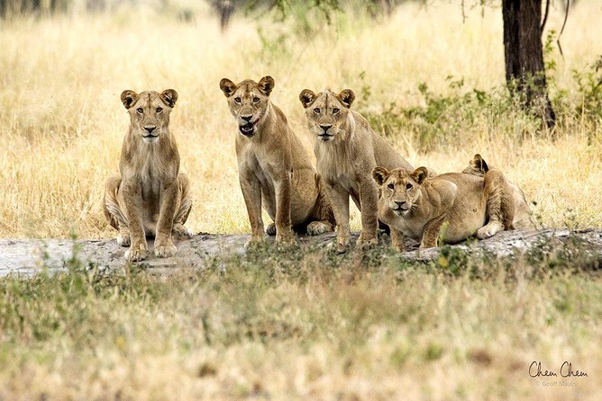 4 Days Joining group budget camp Safari in Serengeti , Ngorongoro and Tarangire - Tarangire: Your Best First Look at the Wildlife Lineup