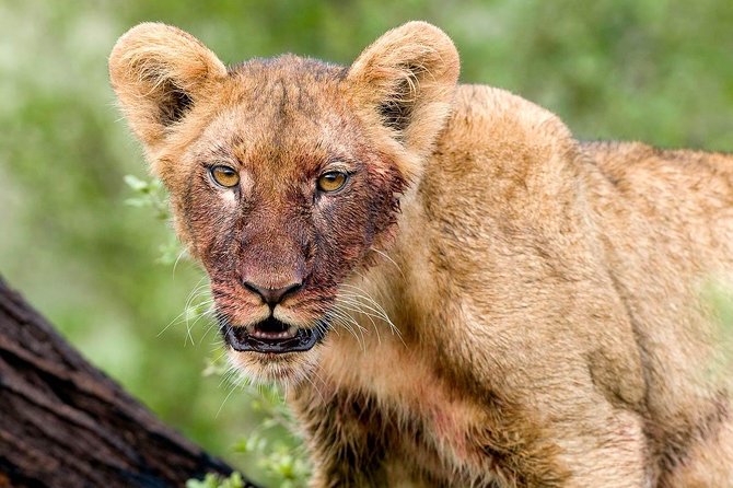 4 Days Lake Manyara National Park, Ngorongoro Crater , Serengeti National Park. - Key highlights in plain terms
