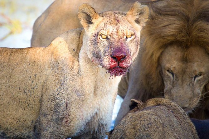 4 Days Lake Manyara National Park, Ngorongoro Crater , Serengeti National Park. - Day 1 starts with arrival, hotel transfer, and a proper briefing