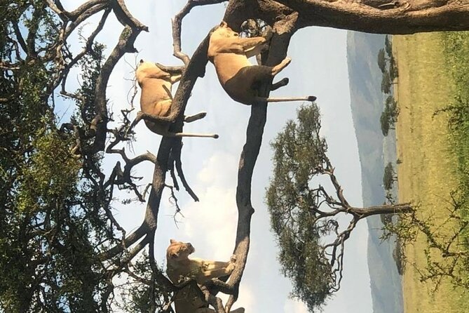4 Days lodge &camping Tarangire,Serengeti, Ngorongoro Safari Tour - Your second Serengeti day ends with Ngorongoro camping at Simba