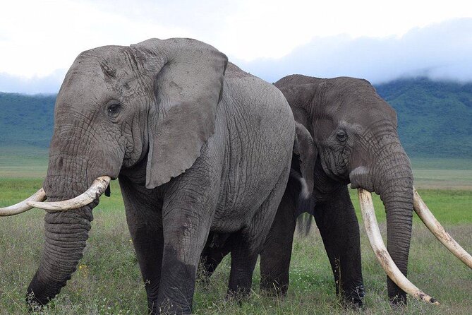 4 Days lodge &camping Tarangire,Serengeti, Ngorongoro Safari Tour - What to wear and how to think about comfort on safari