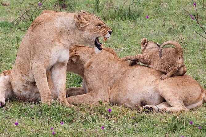 4 Days lodge &camping Tarangire,Serengeti, Ngorongoro Safari Tour - Price and what you truly get for $1,110