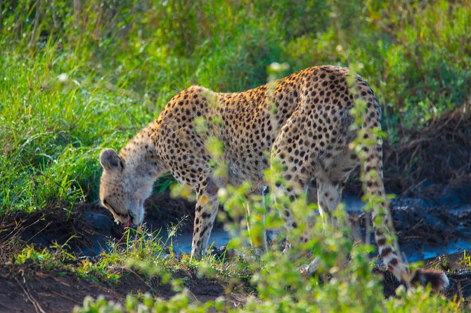 4 Days Lodge Safari - Day 1 in Lake Manyara National Park, Birds and Woodland Creatures