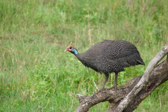 4 Days Lodge Safari - Day 4 Ngorongoro Crater Descent, Your Best Big Five Shot