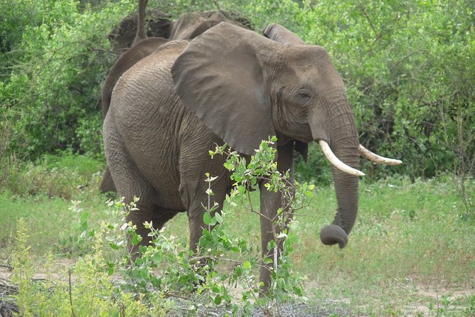 4 Days Lodge Safari - Guides, Safety Feel, and Why the Right Driver Changes Everything
