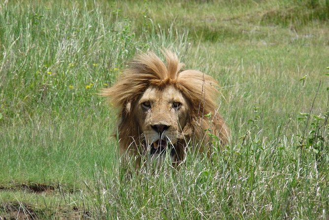 4 Days Lodge Safari - Who Should Book This 4-Day Lodge Safari from Moshi?