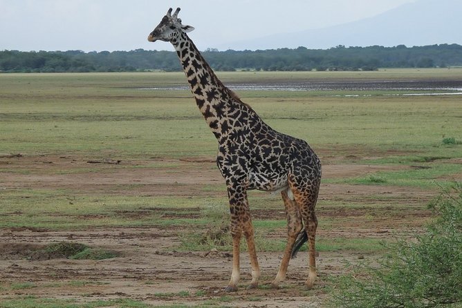 4 Days Lodge Safari - Should You Book? My Straight Answer
