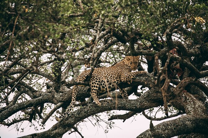 4 Days Lodge Safari in Lake Manyara, Serengeti & Ngorongoro Crater - Day 4 in Ngorongoro Crater: Your Big Five Window