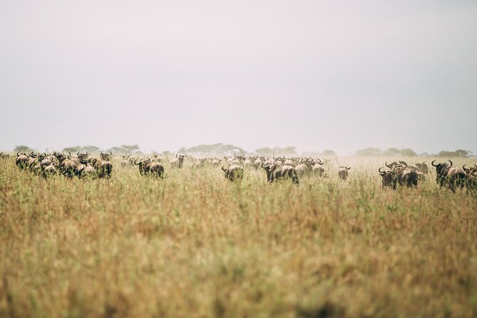 4 Days Lodge Safari in Lake Manyara, Serengeti & Ngorongoro Crater - Small Planning Tips for a Smoother 4 Days