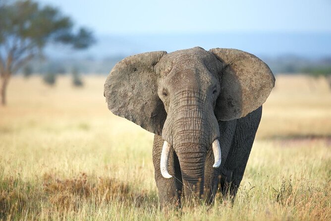 4 Days lodge safari Tarangire , Ngorongoro crater & Walking - How meals, lodges, and included extras affect your budget