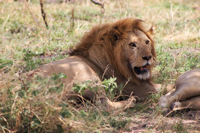 4 Days lodge safari Tarangire , Ngorongoro crater & Walking - Price and value check for a Tarangire plus Ngorongoro circuit