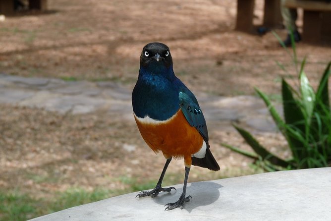 4 Days Lodge Safari - Day 2 Serengeti National Park, Migration Country in Manageable Time